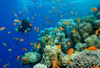 Découvrir la plongée en Corse
