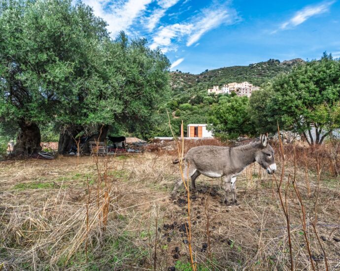 Région de Calvi, Zilia, villa 5 chambres, piscine chauffée, vue montagnes