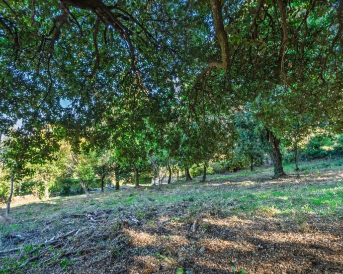 Balagne, Occhiatana, Buildable Plot, Close to L’Île-Rousse and Beaches