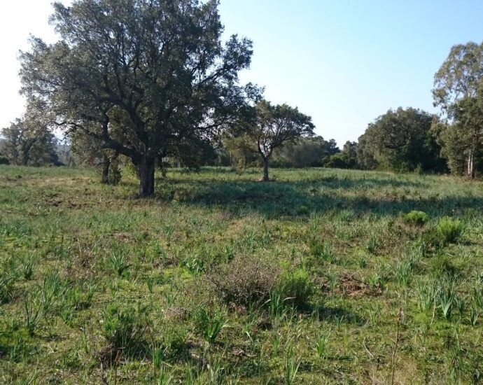 Porto-Vecchio, Palombaggia, Terrain constructible, Permis de construire, Vue montagne, Aperçu mer