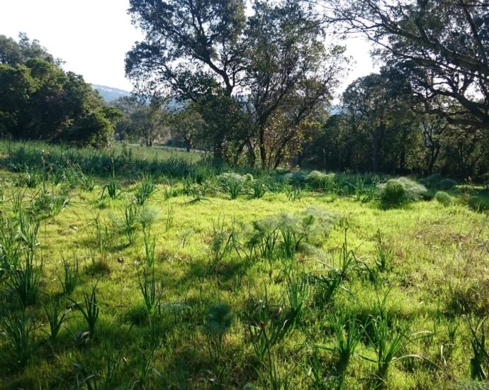 Terrain constructible, Lecci de Porto Vecchio, permis de construire