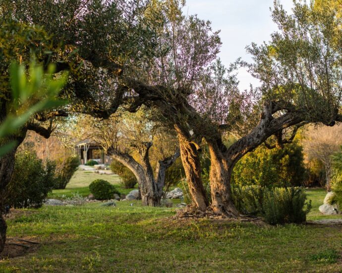 Plage de Cala Rossa, Villa 6 chambres, pied dans l&rsquo;eau, piscine, vue mer, plage à pied